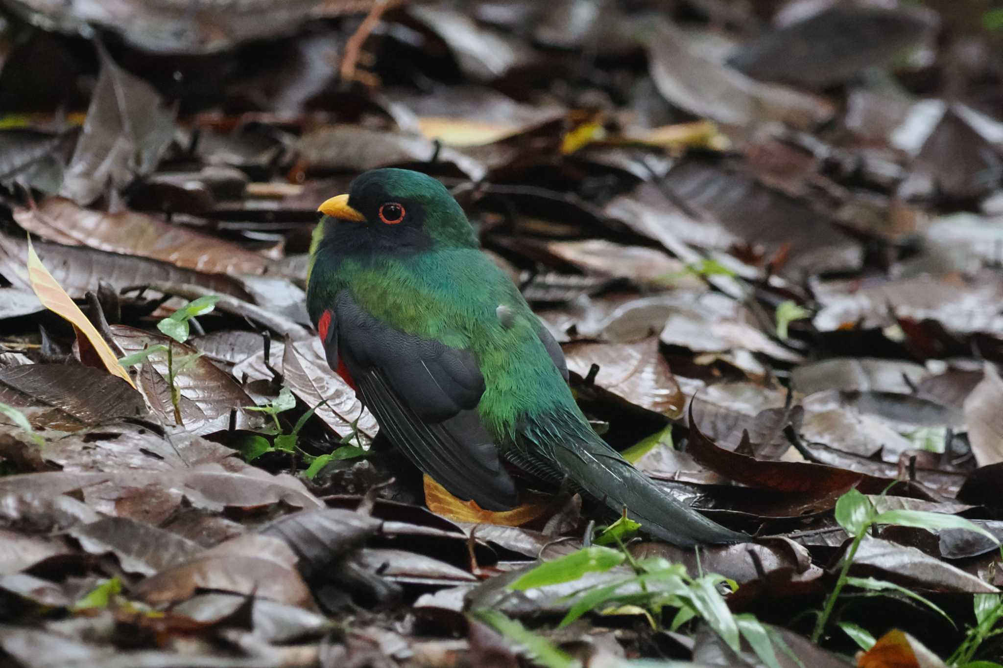 Mindo(Ecuador) オグロキヌバネドリの写真 by 藤原奏冥