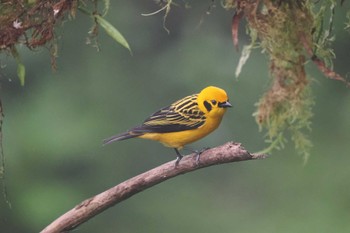 キンイロフウキンチョウ Mindo(Ecuador) 2023年5月19日(金)