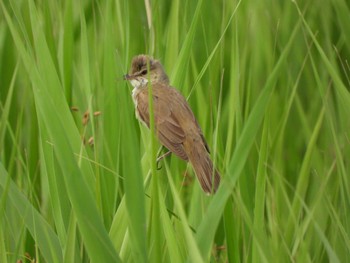 2023年5月28日(日) 綾瀬川の野鳥観察記録