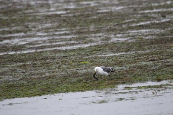 ウミネコ 春国岱原生野鳥公園(根室) 2018年7月1日(日)