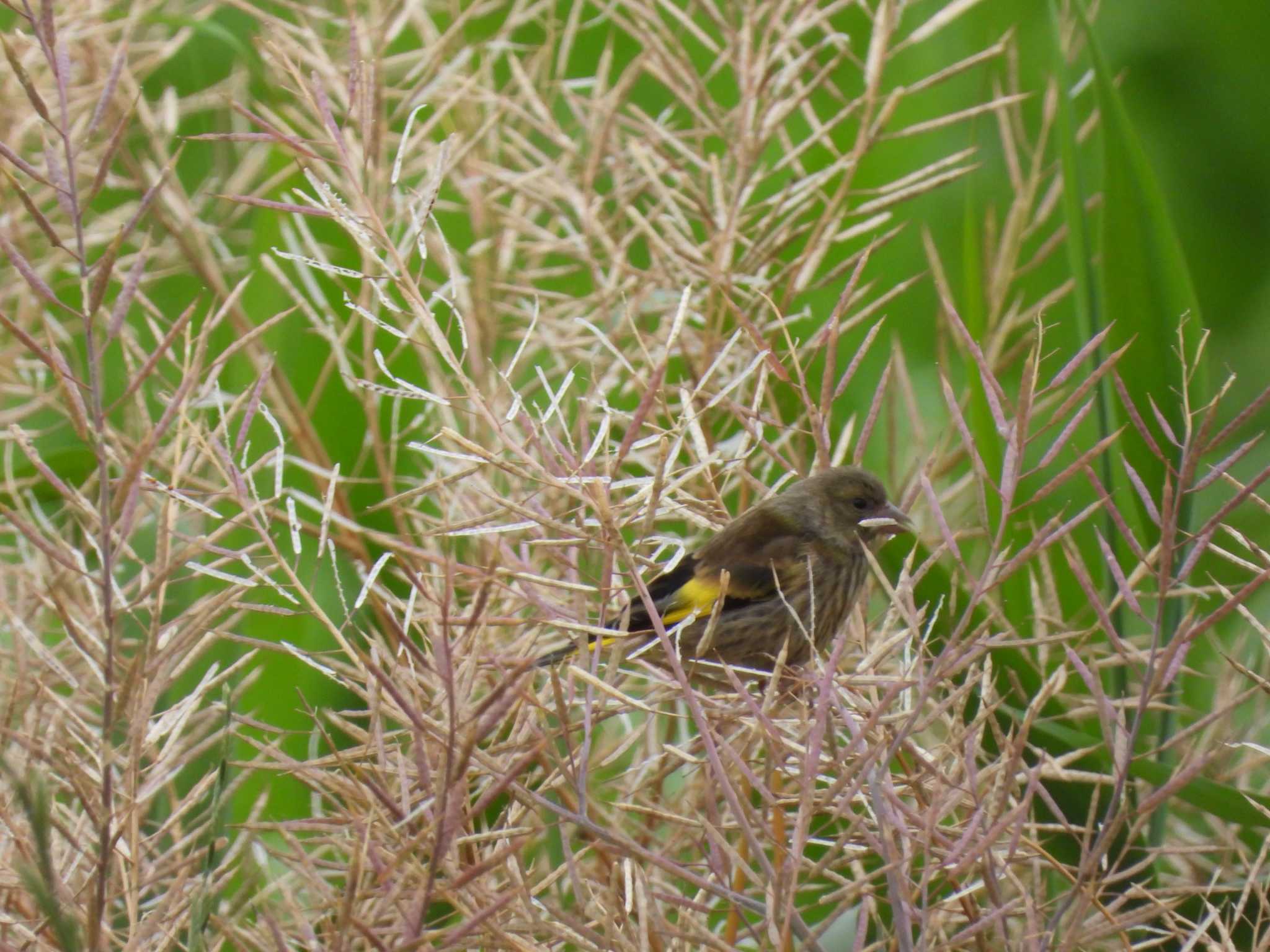 Grey-capped Greenfinch