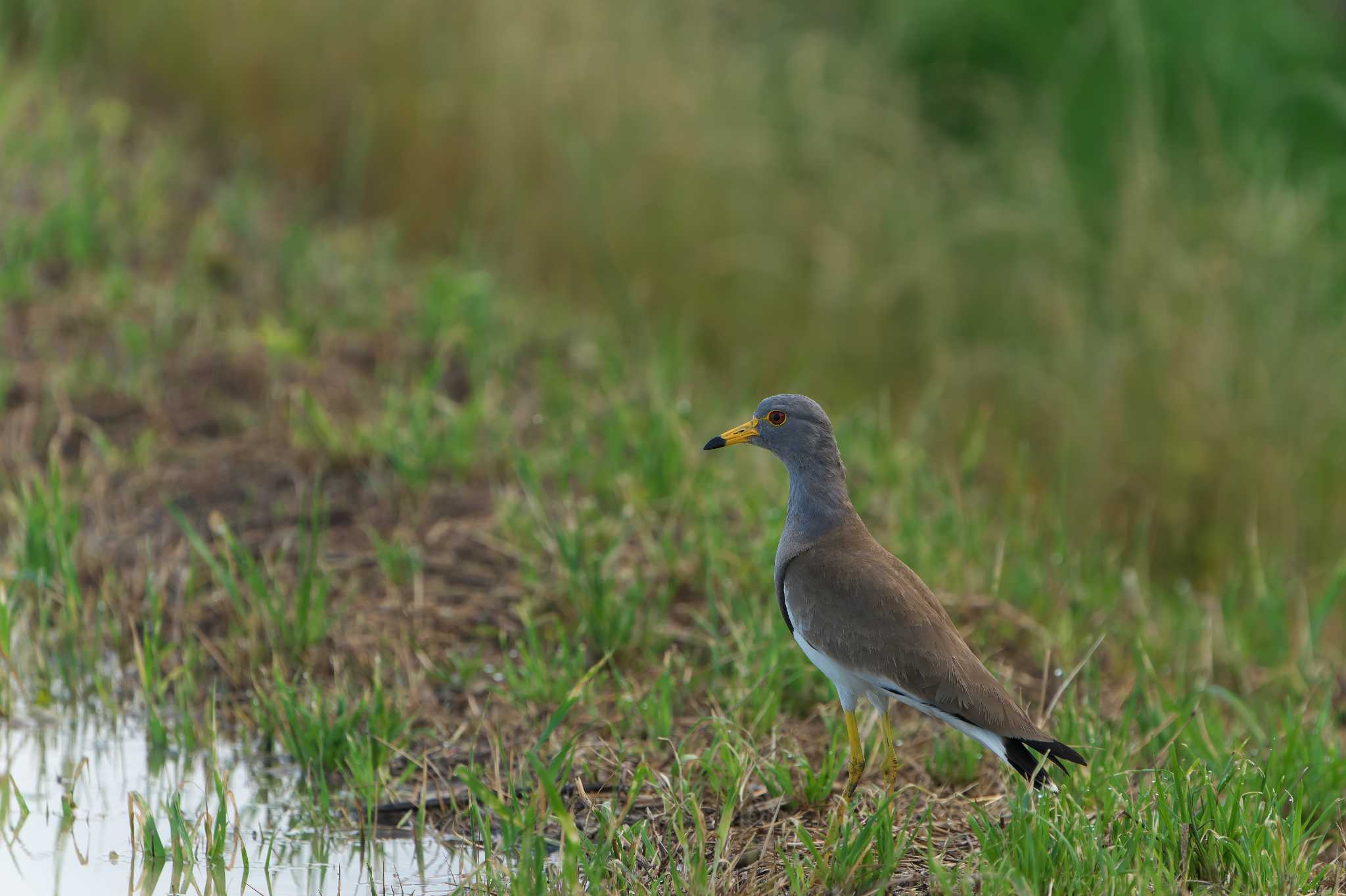 Photo of Grey-headed Lapwing at 明石市 by 禽好き