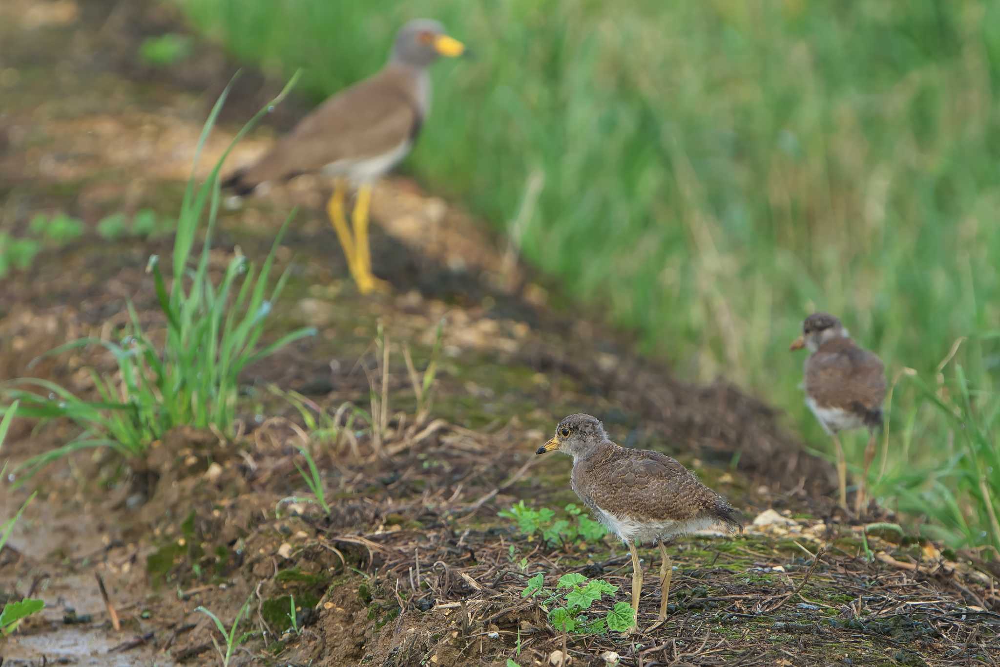 Photo of Grey-headed Lapwing at 明石市 by 禽好き