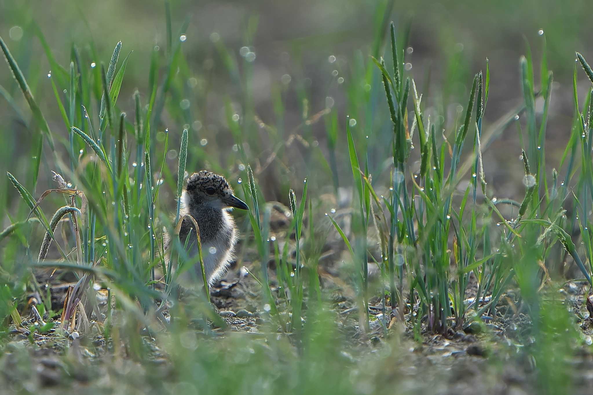 Grey-headed Lapwing