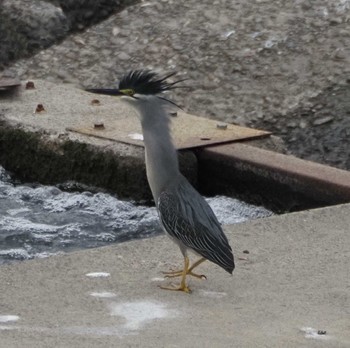 Sun, 5/28/2023 Birding report at 庄内川