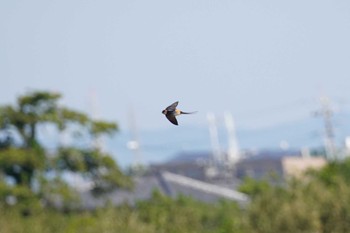 Red-rumped Swallow 太田川河口 Tue, 5/2/2023