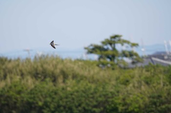 Red-rumped Swallow 太田川河口 Tue, 5/2/2023