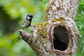 Japanese Tit 八王子城跡 Sun, 5/28/2023