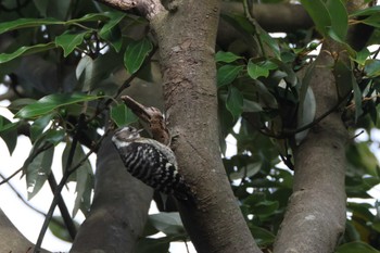 2023年5月28日(日) 真鶴岬の野鳥観察記録