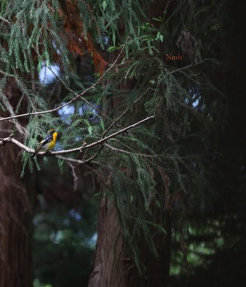 Narcissus Flycatcher Unknown Spots Unknown Date