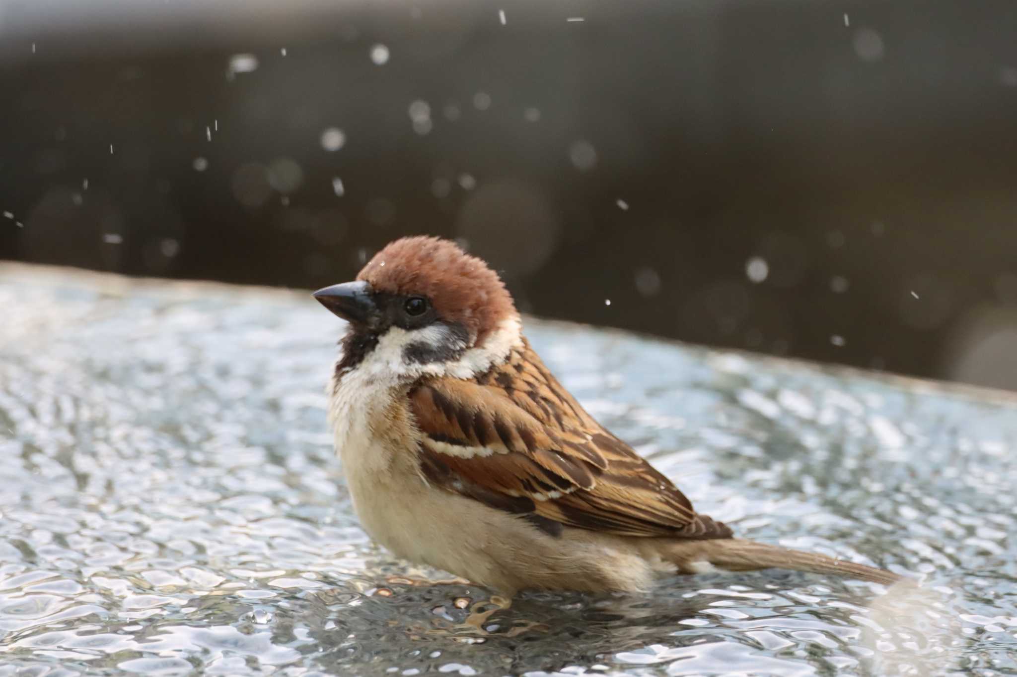 Eurasian Tree Sparrow