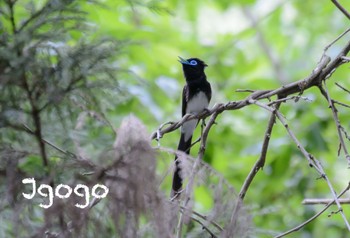 Black Paradise Flycatcher 八王子城跡 Fri, 5/26/2023