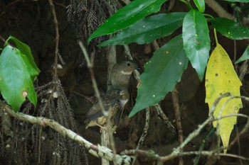 Blue-and-white Flycatcher Unknown Spots Wed, 5/24/2023