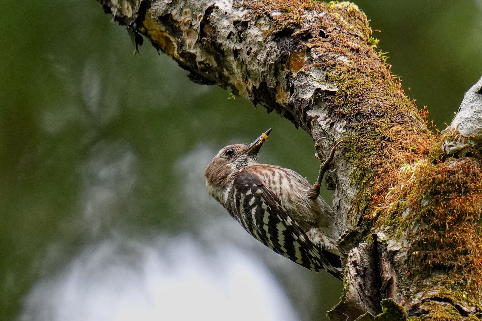 Japanese Pygmy Woodpecker