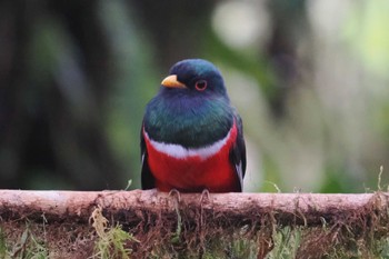 カオグロキヌバネドリ Mindo(Ecuador) 2023年5月21日(日)