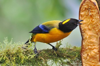 クロアゴヤマフウキンチョウ Mindo(Ecuador) 2023年5月21日(日)