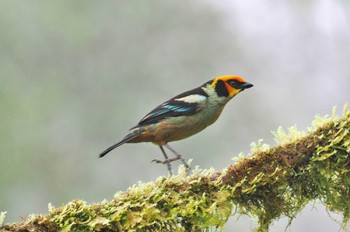 アカガオフウキンチョウ Mindo(Ecuador) 2023年5月22日(月)