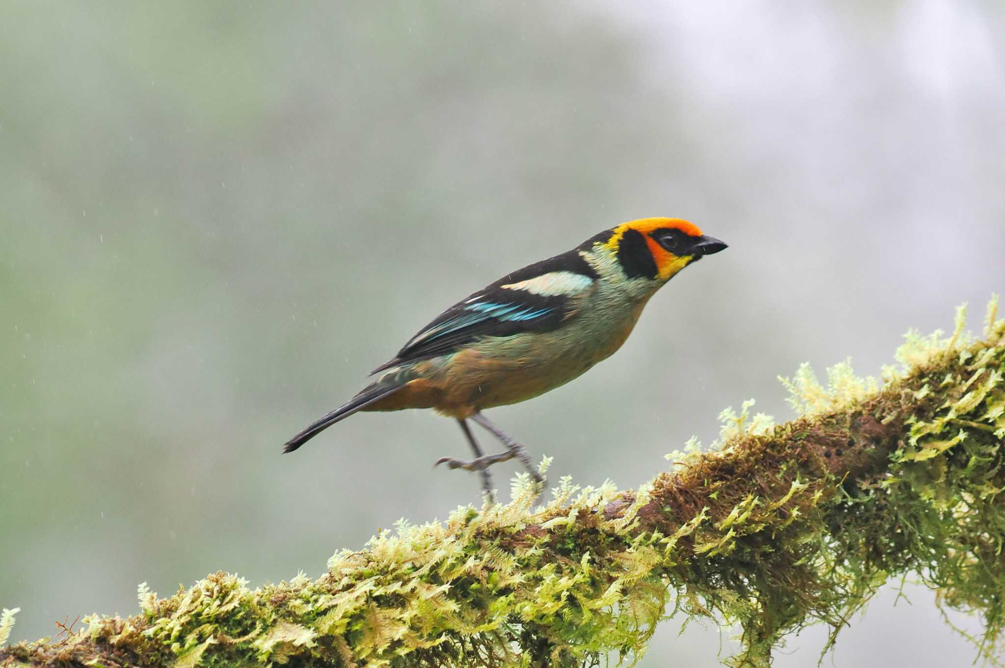 Photo of Flame-faced Tanager at Mindo(Ecuador) by 藤原奏冥