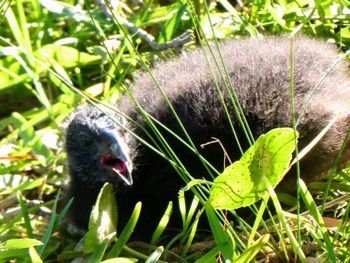 Australasian Swamphen Centennial Park (Sydney) Wed, 5/10/2023