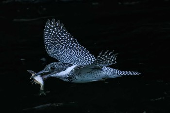 Crested Kingfisher 平成榛原子供のもり公園 Fri, 5/26/2023