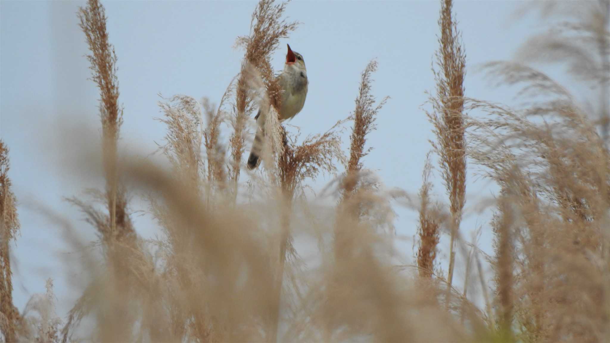 Oriental Reed Warbler