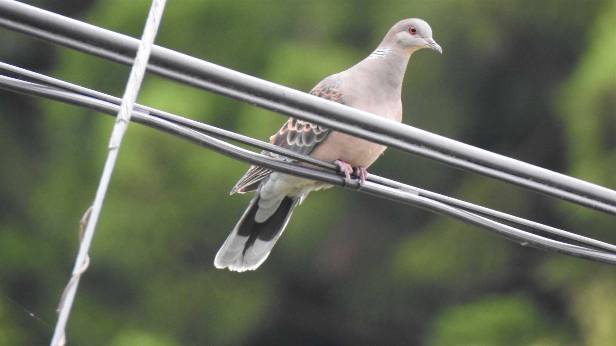 Photo of Oriental Turtle Dove at 南部山健康運動公園(青森県八戸市) by 緑の風