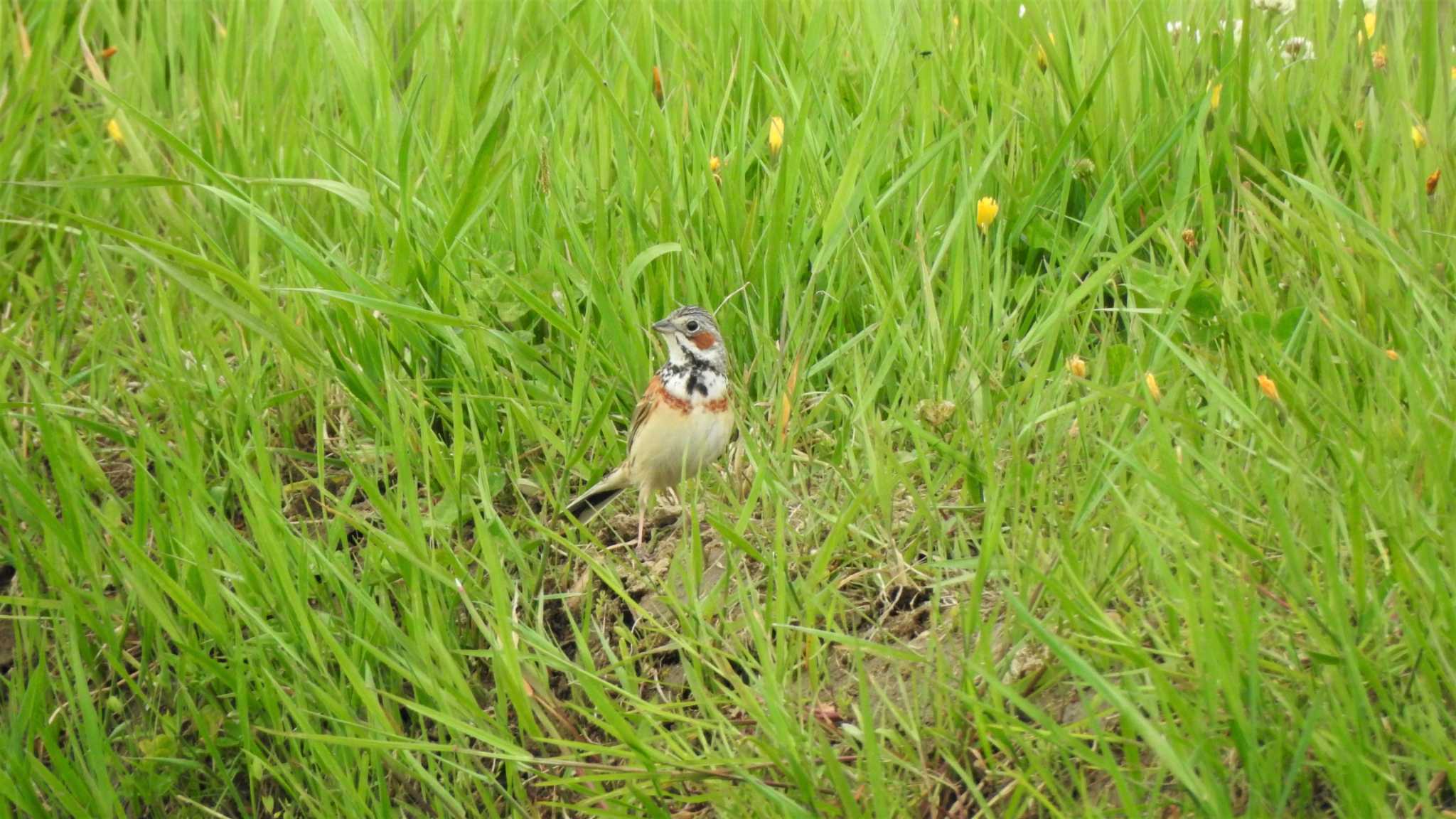 Chestnut-eared Bunting