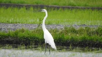 Great Egret 南部山健康運動公園(青森県八戸市) Fri, 5/26/2023