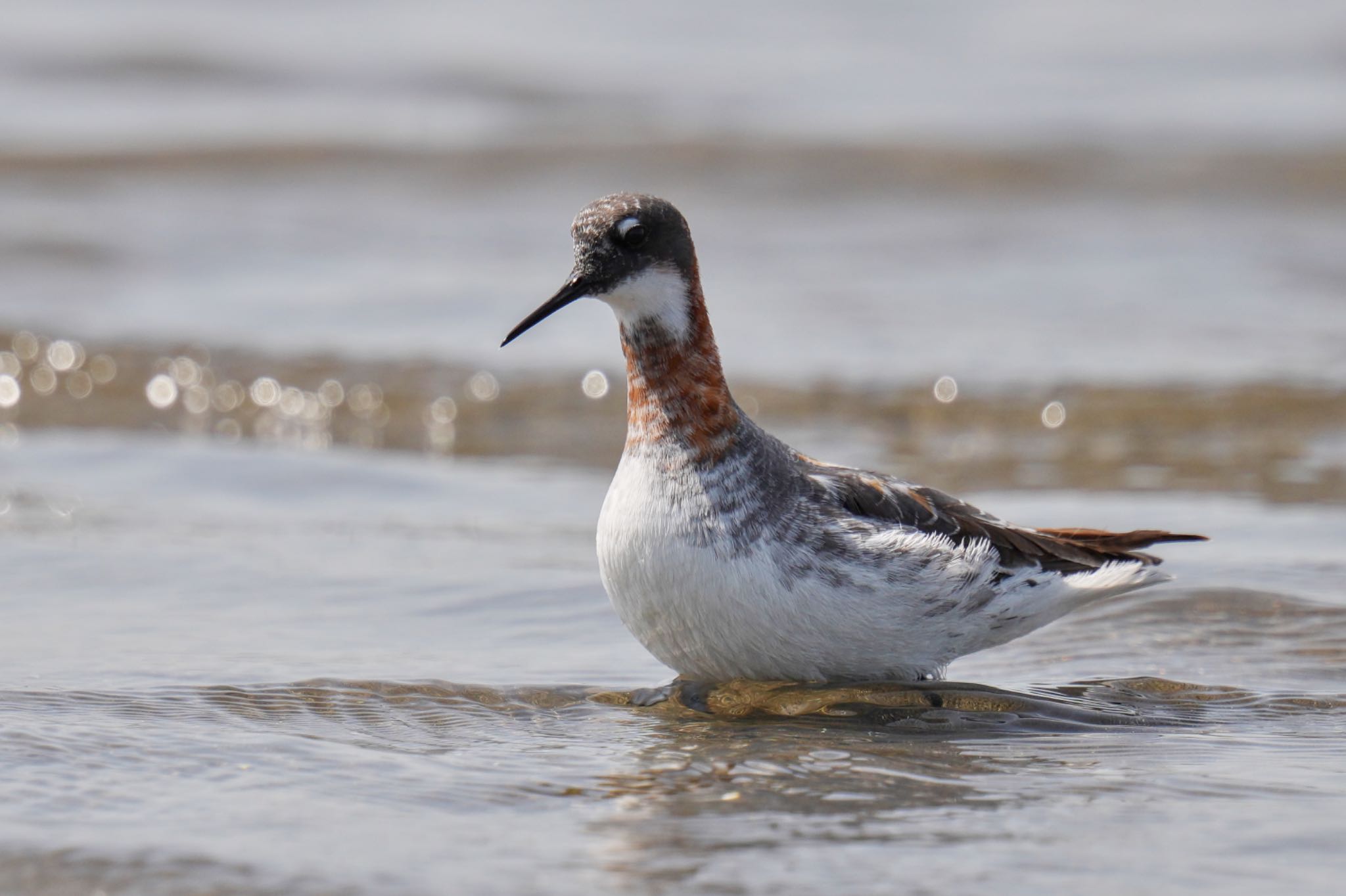 Red-necked Phalarope