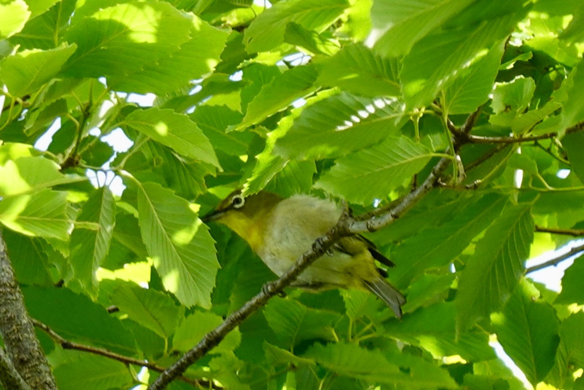 人に構わず、よく鳴いてました♪