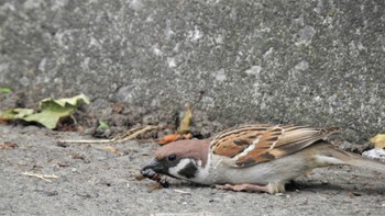 Eurasian Tree Sparrow 南部山健康運動公園(青森県八戸市) Fri, 5/26/2023