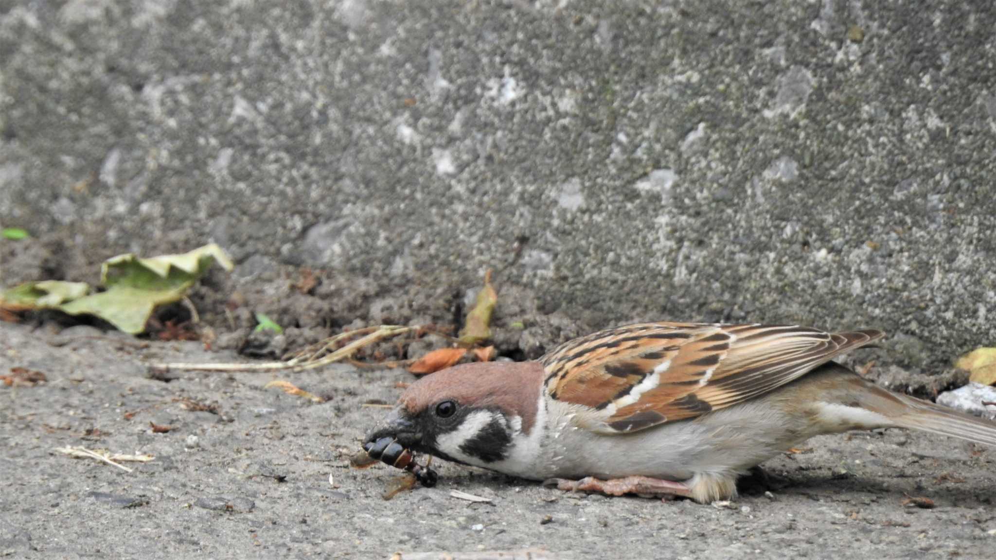 Eurasian Tree Sparrow
