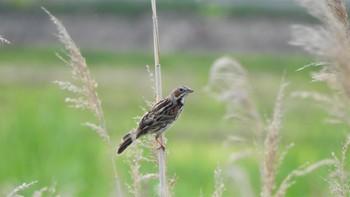 2023年5月27日(土) おいらせ町いちょう公園(青森県おいらせ町)の野鳥観察記録