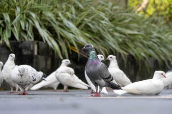 Rock Dove ジョグジャカルタ Fri, 5/5/2023