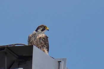 Peregrine Falcon Sambanze Tideland Sat, 5/27/2023