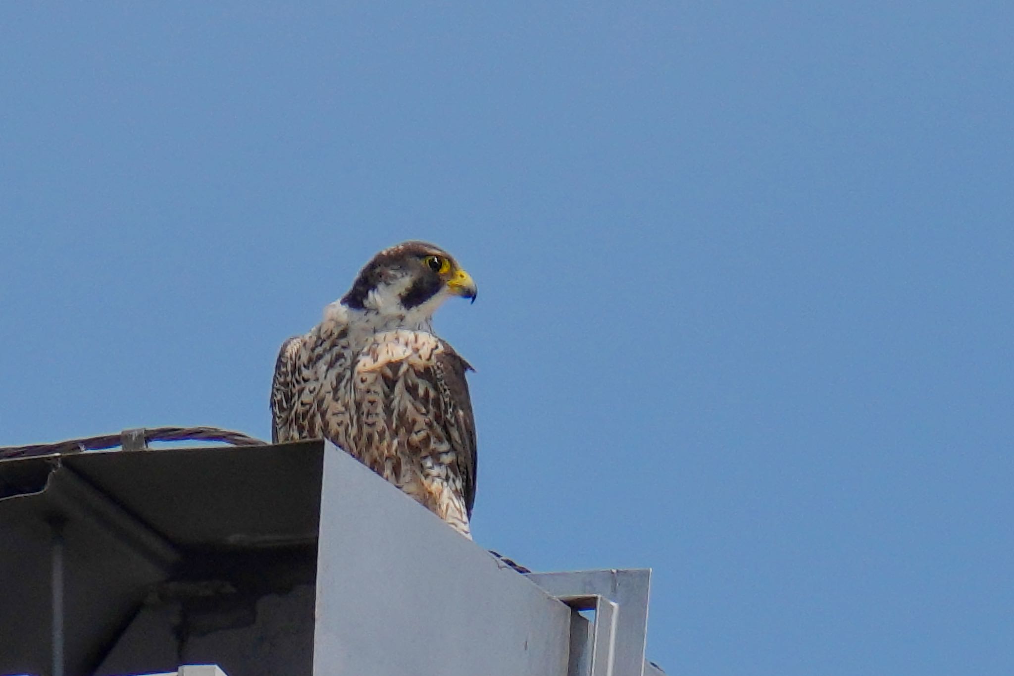 Photo of Peregrine Falcon at Sambanze Tideland by アポちん