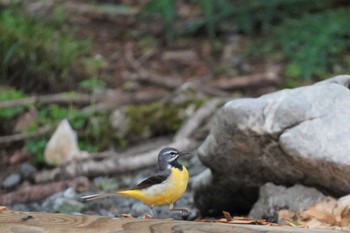 Grey Wagtail 天狗高原 Fri, 5/26/2023