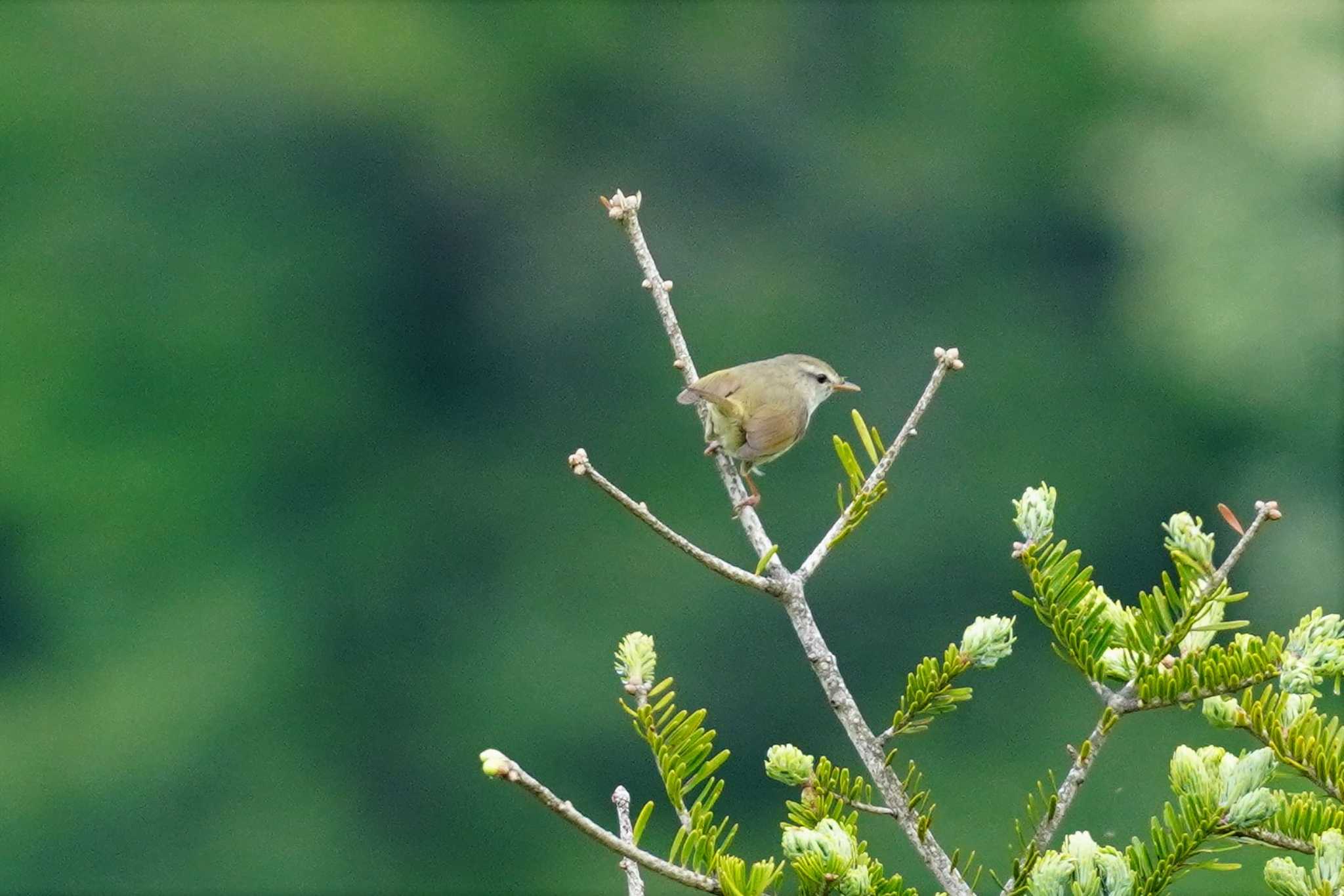 Japanese Bush Warbler