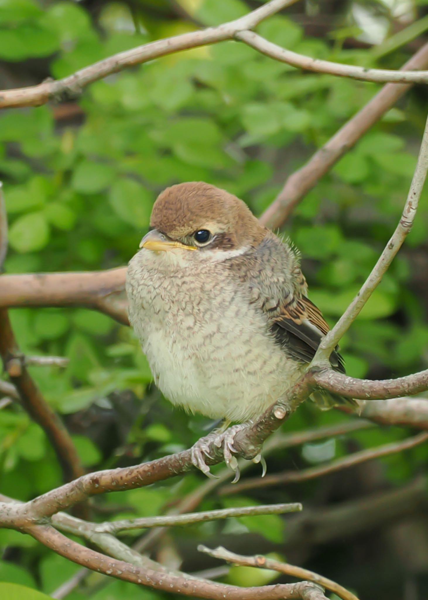 水元公園 モズの写真 by daffy@お散歩探鳥＆遠征探鳥♪