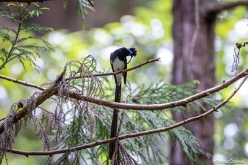 サンコウチョウ 毛呂山 2023年5月28日(日)