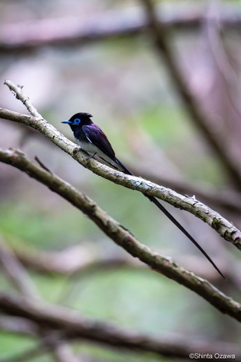 サンコウチョウ 毛呂山 2023年5月28日(日)