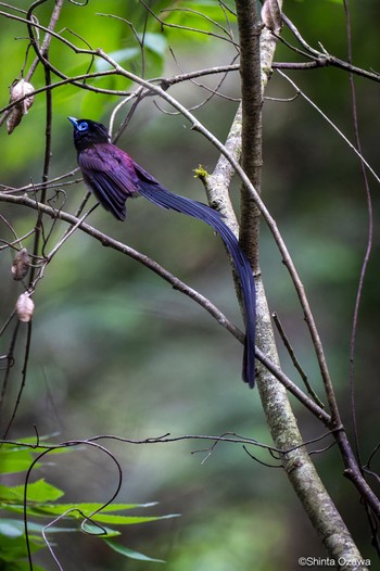 サンコウチョウ 毛呂山 2023年5月28日(日)