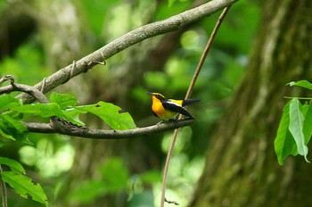 Narcissus Flycatcher 陣馬山 Sun, 7/8/2018