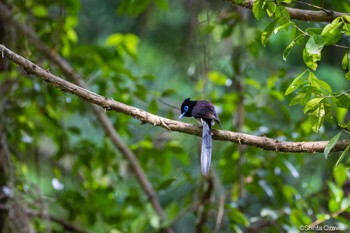 サンコウチョウ 鎌北湖付近 2023年5月27日(土)