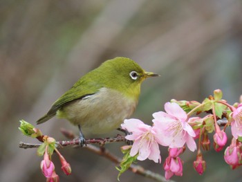 メジロ 白野江植物公園 2023年2月23日(木)