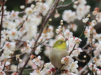 メジロ 白野江植物公園 2023年2月23日(木)