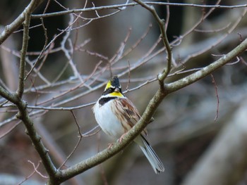 Yellow-throated Bunting 山田緑地 Wed, 2/22/2023