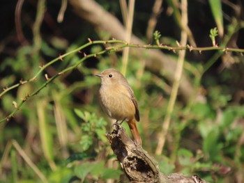 Daurian Redstart 山田緑地 Thu, 2/23/2023