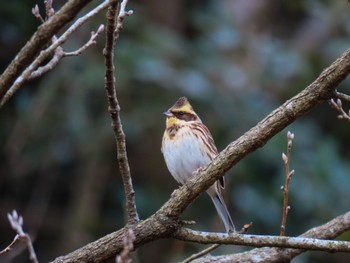 Yellow-throated Bunting 山田緑地 Wed, 2/22/2023