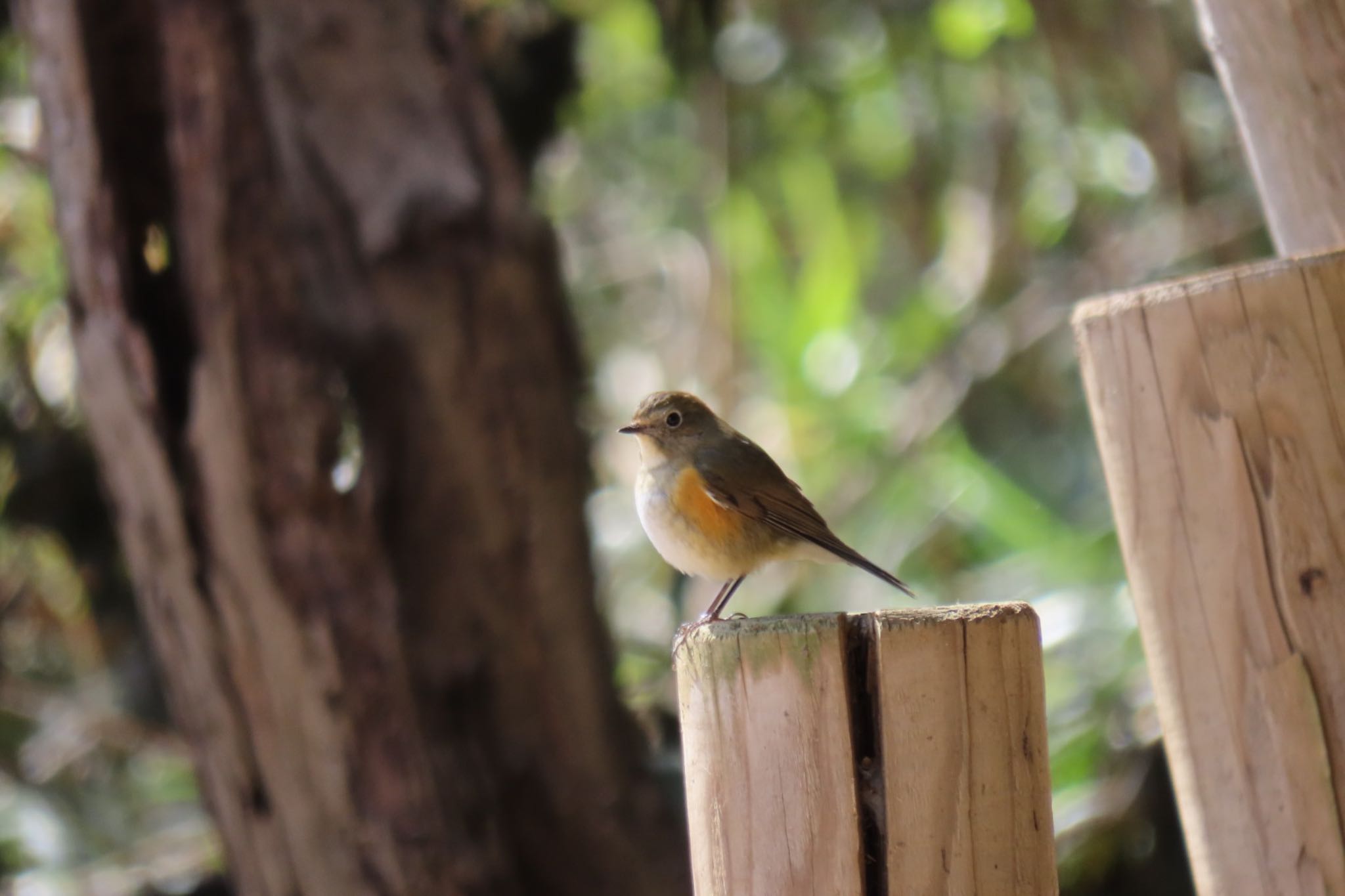 北本自然観察公園 ルリビタキの写真 by daffy@お散歩探鳥＆遠征探鳥♪
